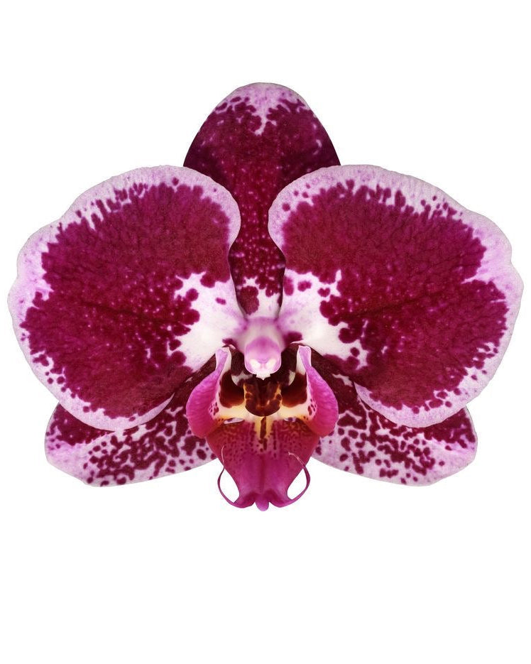 Custom Tutu. ⋆。°✩